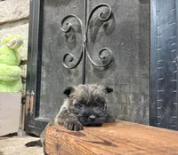 Kingston, a male Cairn Terrier for sale in Osborne, KS – Photo 7 of 10