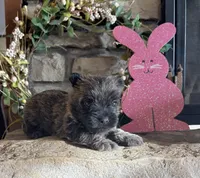 Kingston, a male Cairn Terrier for sale in Osborne, KS – Photo 5 of 10