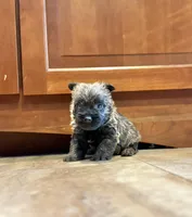 Kingston, a male Cairn Terrier for sale in Osborne, KS – Photo 4 of 10