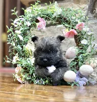 Kingston, a male Cairn Terrier for sale in Osborne, KS – Photo 10 of 10