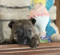 Kingston, a male Cairn Terrier for sale in Osborne, KS – Photo 2 of 10