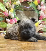 Kingston, a male Cairn Terrier for sale in Osborne, KS – Photo 8 of 10