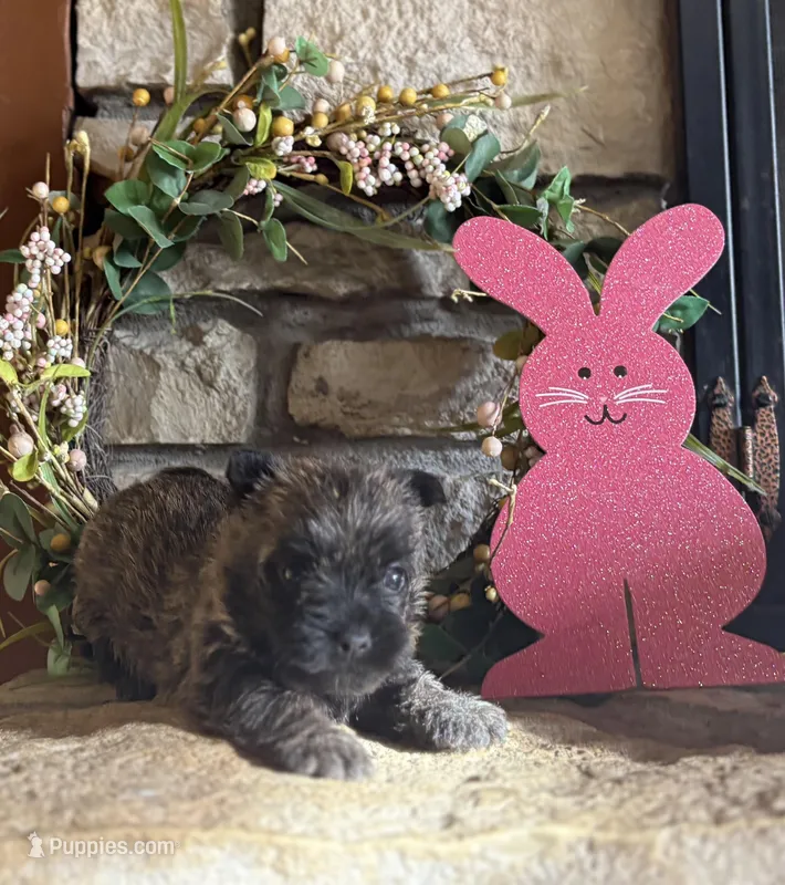 Kingston – Cairn Terrier puppy for sale in Osborne, KS