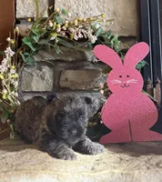 Kingston, a male Cairn Terrier for sale in Osborne, KS – Photo 1 of 10