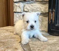Boomer , a male West Highland White Terrier for sale in Osborne, KS – 8 of 10