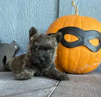 Milo, a male Cairn Terrier for sale in Osborne, KS – 10 of 10