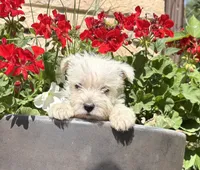 Wallace , a male West Highland White Terrier for sale in Osborne, KS – 6 of 10
