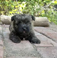 Harriet, a male Cairn Terrier for sale in Osborne, KS – 3 of 10