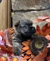 Lindy, a female Cairn Terrier for sale in Osborne, KS – 10 of 10