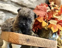 Lindy, a female Cairn Terrier for sale in Osborne, KS – 6 of 10