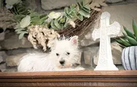 Sully , a male West Highland White Terrier for sale in Osborne, KS – 4 of 10