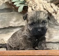 Briggs, a male Cairn Terrier for sale in Osborne, KS – 2 of 10