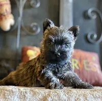 Milo, a male Cairn Terrier for sale in Osborne, KS – 5 of 10