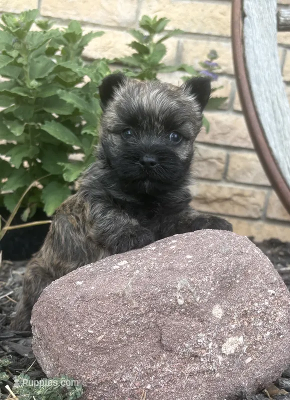 Randa  – Cairn Terrier puppy for sale in Osborne, KS
