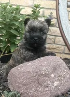 Randa , a female Cairn Terrier for sale in Osborne, KS – 1 of 10
