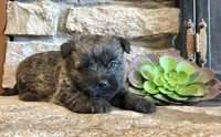 Harriet, a male Cairn Terrier for sale in Osborne, KS – 10 of 10