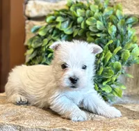 Boomer , a male West Highland White Terrier for sale in Osborne, KS – 5 of 10