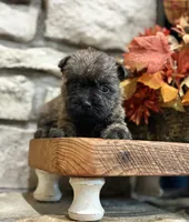 Lindy, a female Cairn Terrier for sale in Osborne, KS – 2 of 10
