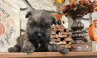Tyler, a male Cairn Terrier for sale in Osborne, KS – 7 of 10