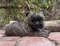 Briggs, a male Cairn Terrier for sale in Osborne, KS – 5 of 10