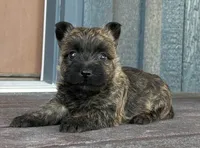 Timber , a female Cairn Terrier for sale in Osborne, KS – 5 of 10