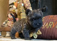 Milo, a male Cairn Terrier for sale in Osborne, KS – 8 of 10