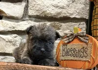Lindy, a female Cairn Terrier for sale in Osborne, KS – 7 of 10