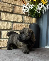 Kendra , a female Cairn Terrier for sale in Osborne, KS – 3 of 10