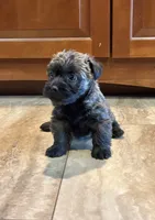 Kendra , a female Cairn Terrier for sale in Osborne, KS – 5 of 10