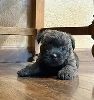 Kendra , a female Cairn Terrier for sale in Osborne, KS – 9 of 10
