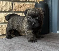 Kendra , a female Cairn Terrier for sale in Osborne, KS – 6 of 10