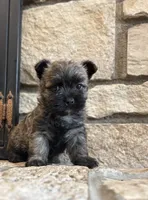 Randa , a female Cairn Terrier for sale in Osborne, KS – 8 of 10