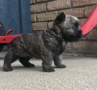 Randa , a female Cairn Terrier for sale in Osborne, KS – 9 of 10