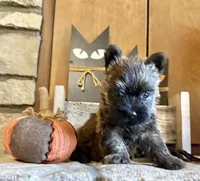 Milo, a male Cairn Terrier for sale in Osborne, KS – 9 of 10