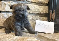 Briggs, a male Cairn Terrier for sale in Osborne, KS – 5 of 10