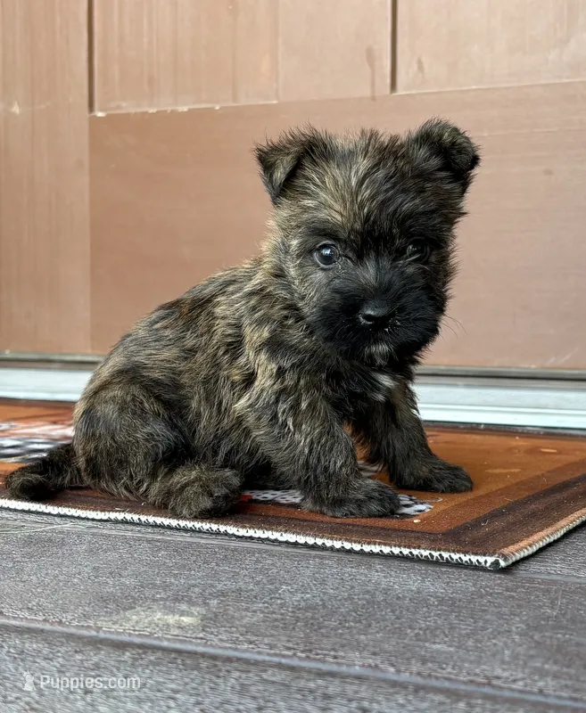 Tyler – Cairn Terrier puppy for sale in Osborne, KS