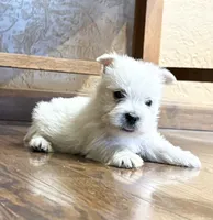 Boomer , a male West Highland White Terrier for sale in Osborne, KS – 3 of 10