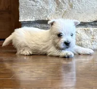 Boomer , a male West Highland White Terrier for sale in Osborne, KS – 6 of 10