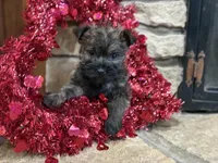 Duncan, a male Cairn Terrier for sale in Osborne, KS – Photo 8 of 10