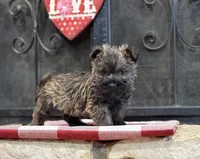 Duncan, a male Cairn Terrier for sale in Osborne, KS – Photo 3 of 10