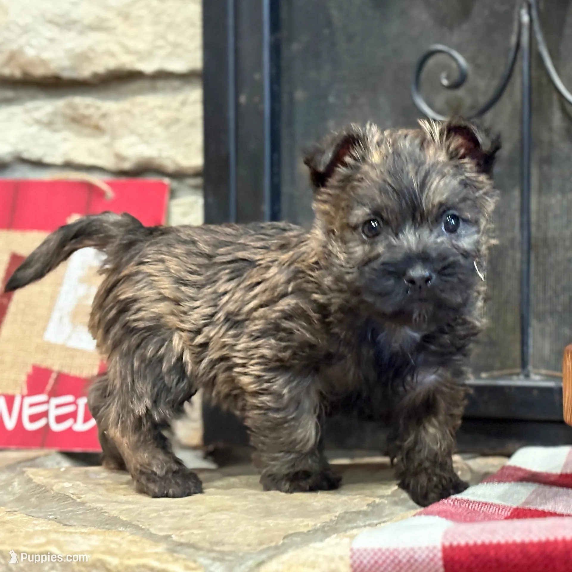 Duncan, a male Cairn Terrier for sale in Osborne, KS – Photo 6 of 10