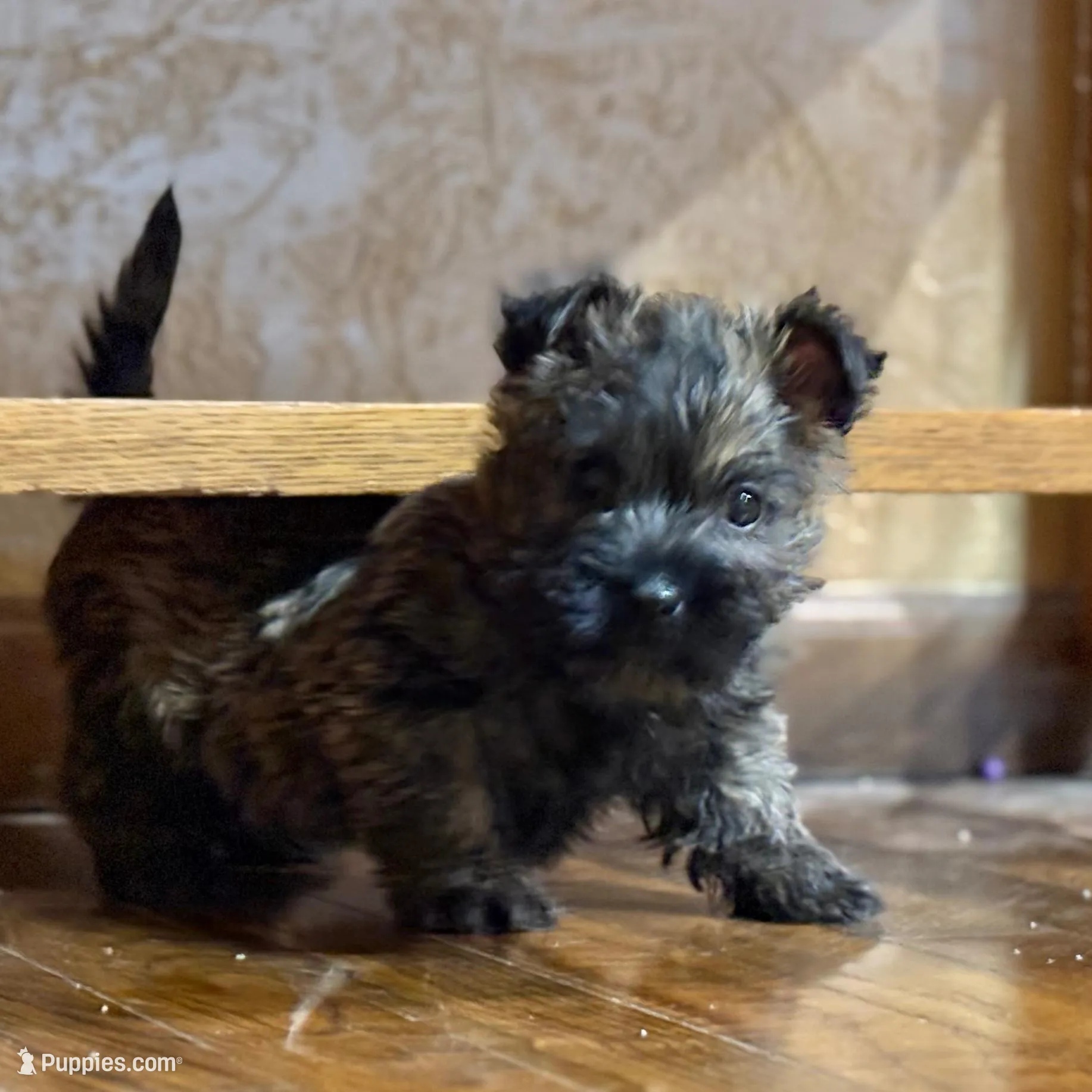 Duncan, a male Cairn Terrier for sale in Osborne, KS – Photo 5 of 10