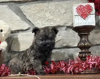 Duncan, a male Cairn Terrier for sale in Osborne, KS – Photo 7 of 10