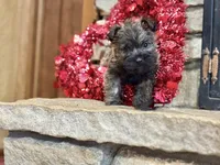 Duncan, a male Cairn Terrier for sale in Osborne, KS – Photo 9 of 10