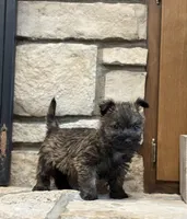 Duncan, a male Cairn Terrier for sale in Osborne, KS – Photo 2 of 10