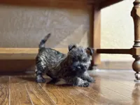 Duncan, a male Cairn Terrier for sale in Osborne, KS – Photo 4 of 10