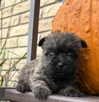 Lindy, a female Cairn Terrier for sale in Osborne, KS – 4 of 10