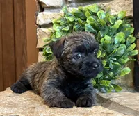 Kendra , a female Cairn Terrier for sale in Osborne, KS – 7 of 10