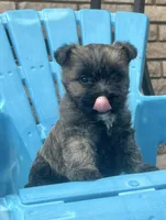 Briggs, a male Cairn Terrier for sale in Osborne, KS – 3 of 10