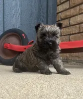 Randa , a female Cairn Terrier for sale in Osborne, KS – 10 of 10